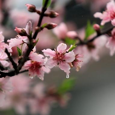 郴州四月份是雨季吗？一探南国山城的春雨时节