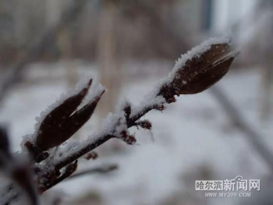 银装素裹待春归,哈尔滨将迎新一轮降雪天气 银装素裹待春归,哈尔滨将迎新一轮降雪天气
