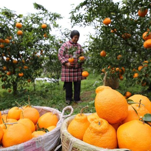 内江天气,一座城的呼吸与柔情 内江天气,一座城的呼吸与柔情