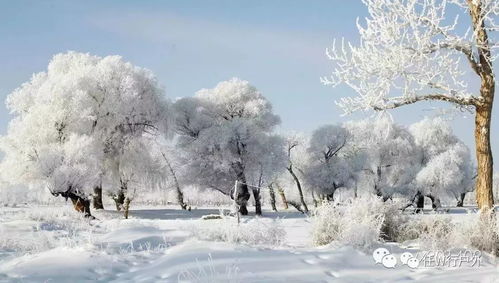 哈尔滨的雪，是一场无声的仪式